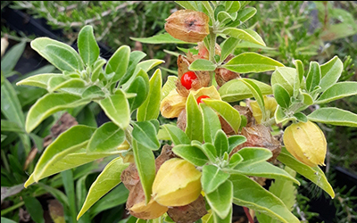 Ashwagandha Extract Manufacturers In India