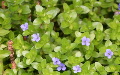 bacopa extract manufacturer in india