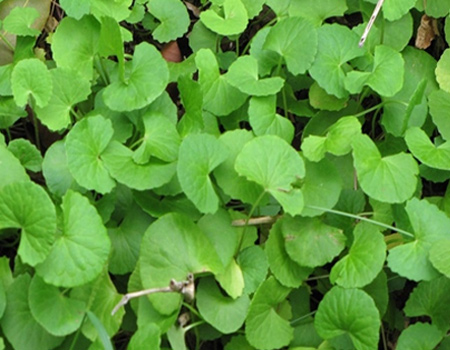 Centella Extract Manufacturer In India