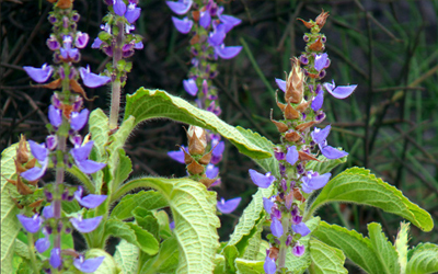 Coleus Forskohlii 10% Extract Manufacturers In India