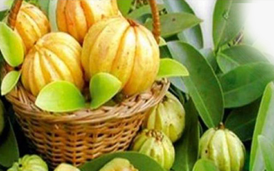 Garcinia Cambogia Extract Manufacturer In India