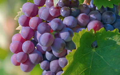 Grape Seed Extract Manufacturer In India