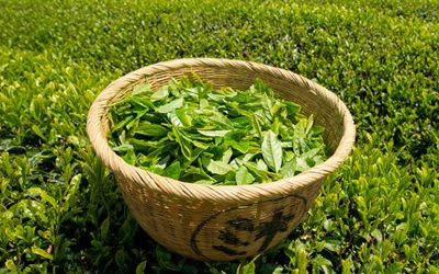 Green Tea Extract 95% Manufacturer