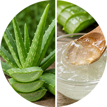 Aloe Vera (Gel) cutout