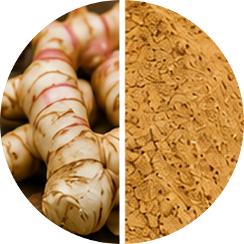 Galangal cutout