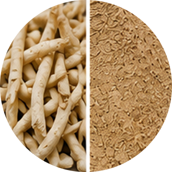 Safed Musli cutout