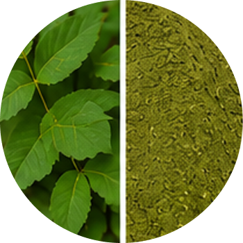 Neem cutout