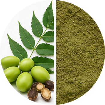 Neem Seeds cutout