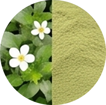 Bacopa Extract cutout