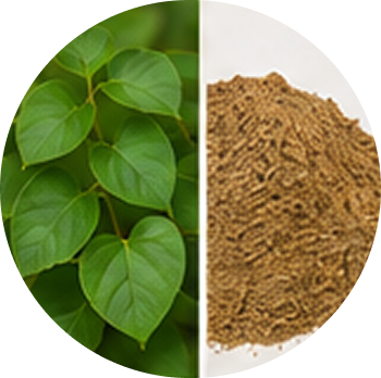 Phalsa cutout