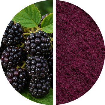 Blackberry cutout
