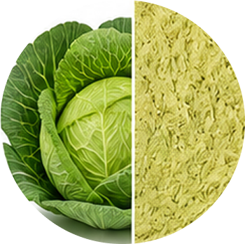 Cabbage cutout
