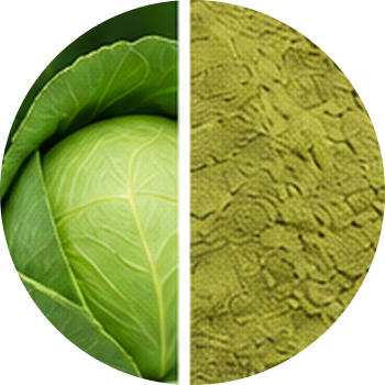 Cabbage cutout