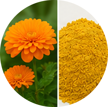 Marigold cutout