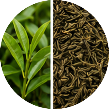 Green Tea cutout