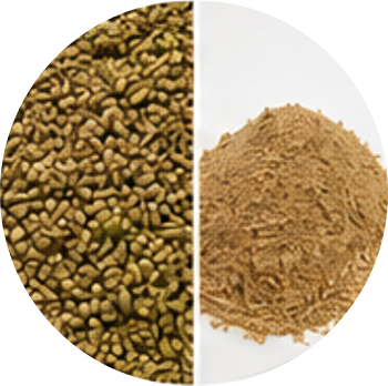 Ajwain cutout