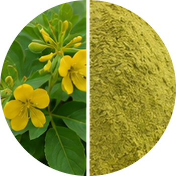 Cassia Leaves cutout