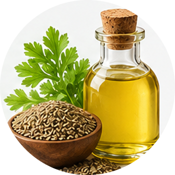 Celery Seed Oil cutout