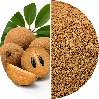 Chikoo (Sapodilla) cutout