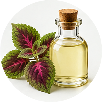 Coleus Oil cutout