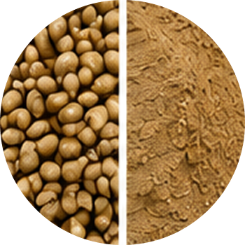 Coriander cutout
