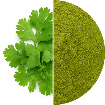 Coriander cutout
