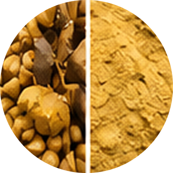 Mango Ginger cutout