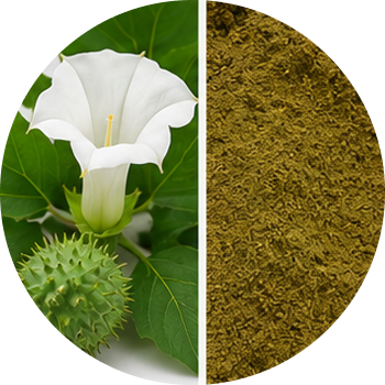Datura cutout