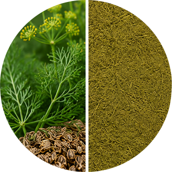 Dill cutout