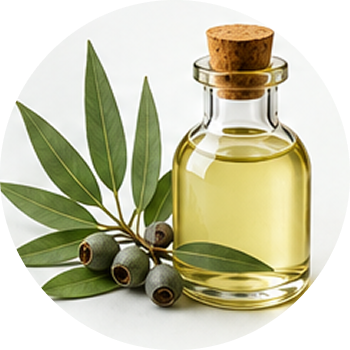 Eucalyptus Oil cutout