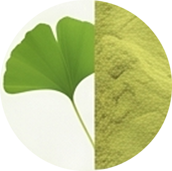 Ginkgo biloba P.E. cutout