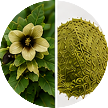 Khurasani Ajwain cutout