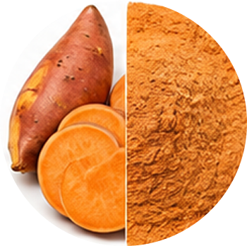 Sweet Potato cutout
