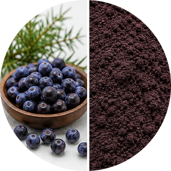 Juniper Berry cutout