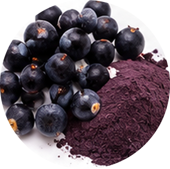 Juniper Berry cutout