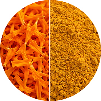 Lutein cutout