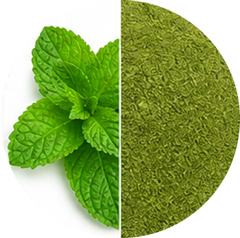 Mint Leaves cutout