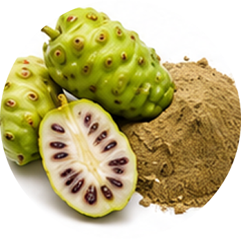 Morinda Citrifolia cutout