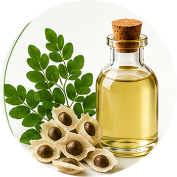 Moringa Oil cutout