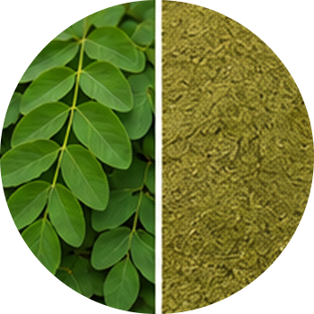 Saragava Pan cutout
