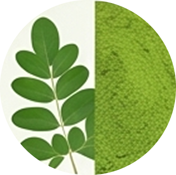 Moringa Extract cutout