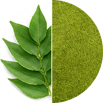 Curry Leaf cutout