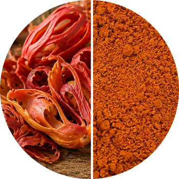 Mace Extract cutout