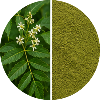Neem cutout
