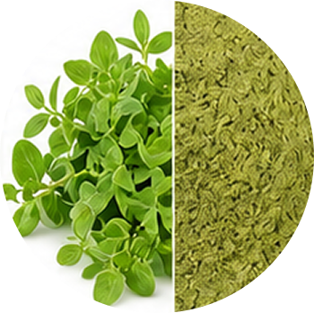 Marjoram cutout