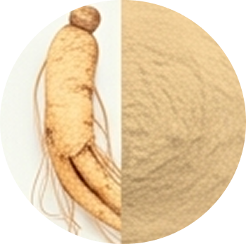Panax Ginseng P.E. cutout
