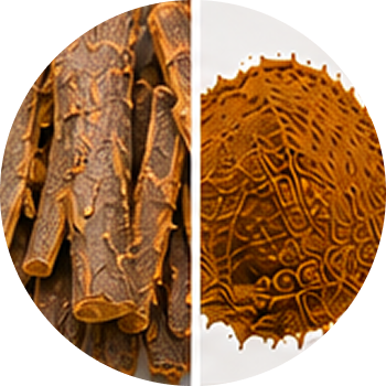 Ashoka cutout