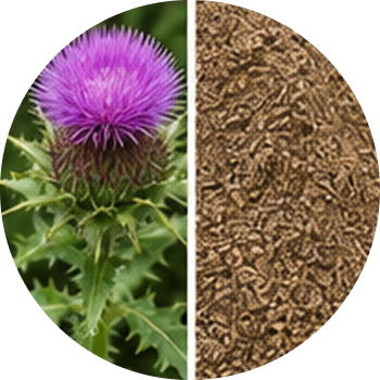 Milk Thistle cutout