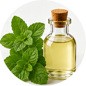 Spearmint Oil cutout