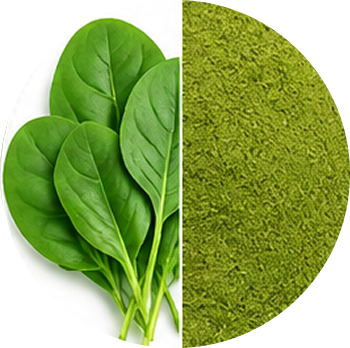 Palak / Spinach cutout